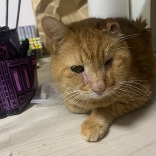 （トライアル決定）オス 13才