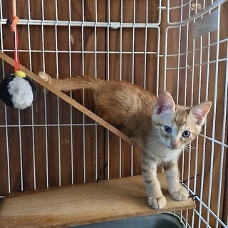 茶トラ　オス　2ヶ月半