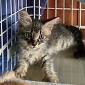 キジトラ長毛　メス　2ヶ月半