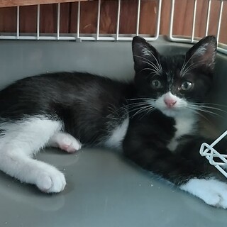 ハチワレ　オス　2ヶ月半