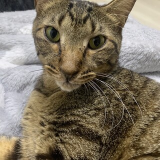 神秘的なお顔 キジトラ オス 3才