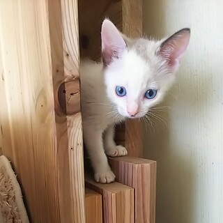 屋久島生まれ♡シャム風ブルーアイのタラちゃん