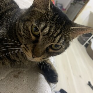 かまってちゃん キジトラ メス 4才