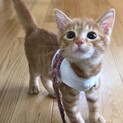 生後2か月の元気な茶トラの男の子です！