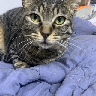 美人さんな キジトラ メス 4才