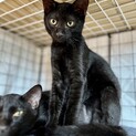 【ミル】おかげさまで里親さまが決まりました