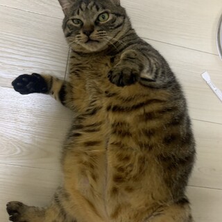 ぷくぷく愛らしい キジトラ オス 3才