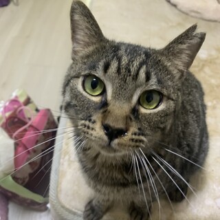 甘えん坊 キジトラ オス 3才