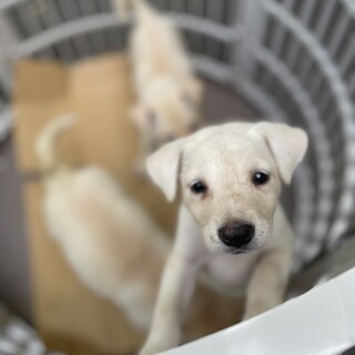 保護犬を迎えませんか？♀