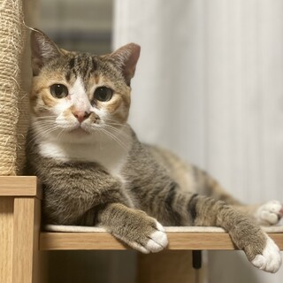 【7/30東銀座】ミニちゃん3歳♪