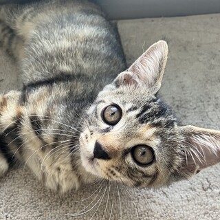 生後3ヶ月とっても甘えん坊！ボブテイルの女の子