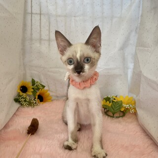 透き通る青い目♬甘えん坊のショコラ君