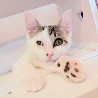 ミッキー柄の男の子　人懐っこい甘えん坊です　