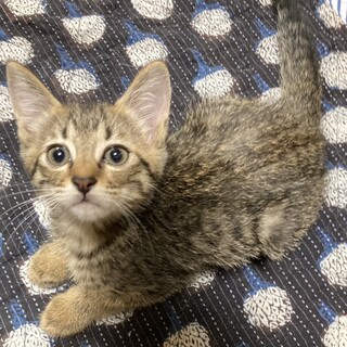 あざと可愛い！おめめぱっちりボーイ2ヶ月