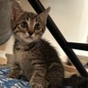 あざと可愛い！おめめぱっちりボーイ2ヶ月 サムネイル3