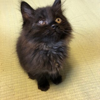 ふわふわな毛並みとポンポンの尻尾可愛い