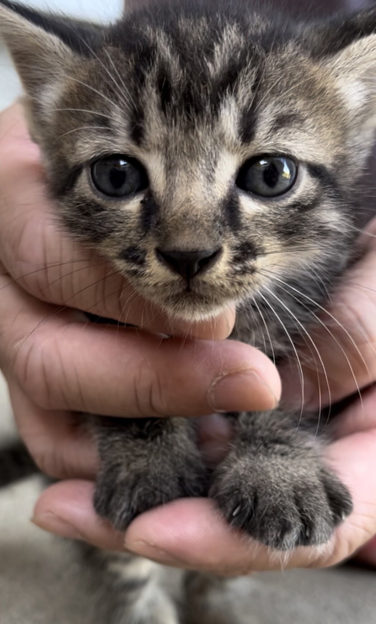 793　専用確認中です！　　子猫の写真とビーズ3個セット 793 専用確認中です！ 子猫の写真とビーズ3個セット