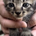 子猫の里親募集中です