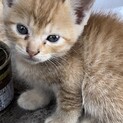 子猫の里親募集中です