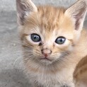 子猫の里親募集中です