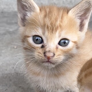 子猫の里親募集中です