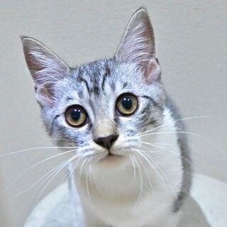 肩に顎を乗せて寝るのがお気に入り【サラ】