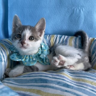 【7/30東銀座】メルくん★2ヵ月♪