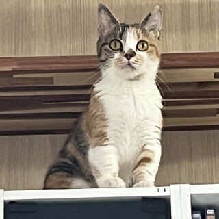 可愛い短足三毛ちゃんです。