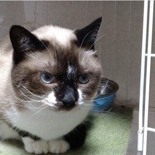 寂しがり屋の甘えん坊シャム猫mixの男の子サク