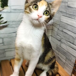 【7/23東日本橋】みつきちゃん♥️3ヶ月