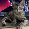 生後3ヶ月とっても甘えん坊！ボブテイルの女の子 サムネイル5