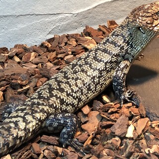 カニンガムイワトカゲ2020CBトリオ、訳あり