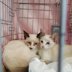 わんにゃん譲渡会