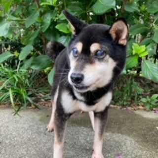 人との触れ合いが大好きな　ちーちゃん