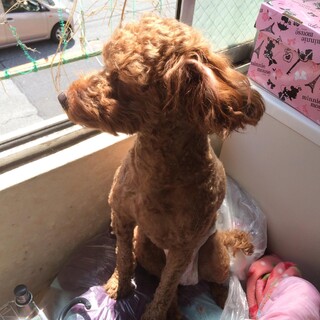 トイプードル　