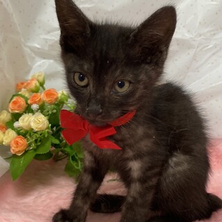 愛嬌たっぷり♪超甘えん坊『モック君』