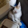 【まろ】三毛猫の子猫9ヶ月★あまえんぼさん サムネイル6