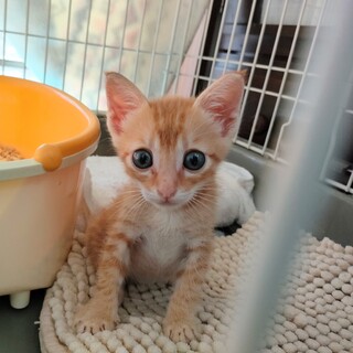 【募集停止】たくさんの人に助けられたサチくん❤️