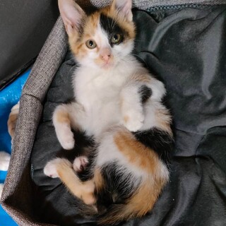 【がんちゃん】三毛猫の子猫9ヶ月★遊ぶのだいすき