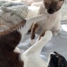 今日も元気でよかよか〜♪
