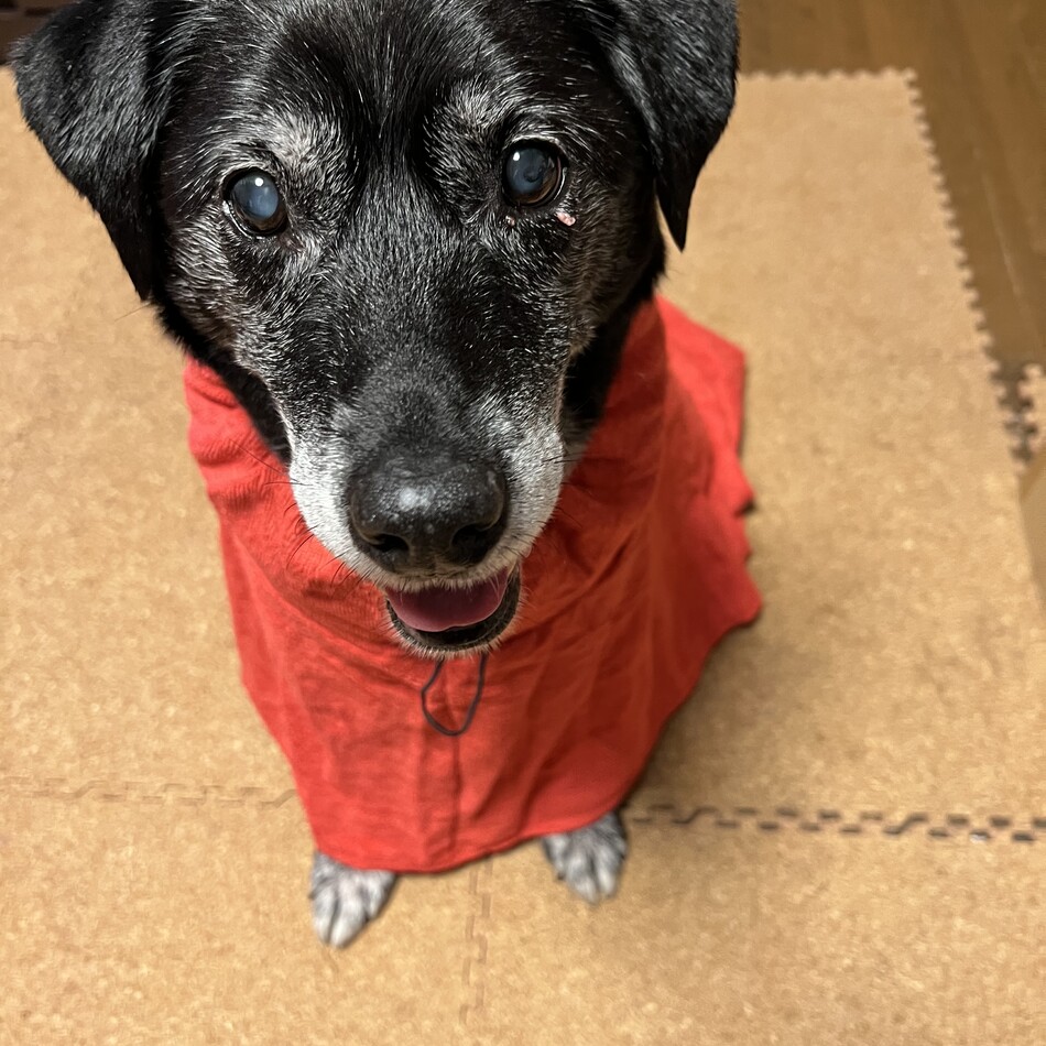 ニコのカバー写真