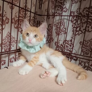 イタズラ坊主な靴下にゃんこ！ワクチン済