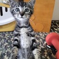 エサを求め兄弟だけで人を頼ってきた子猫のオルくん