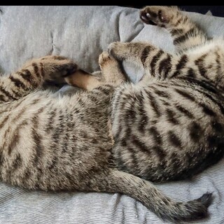 激カワ!キジトラくん男の子2匹1匹でも可能です!