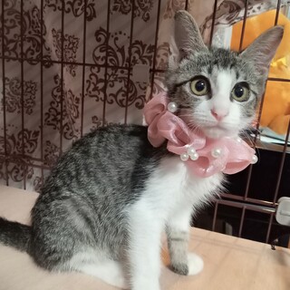 くっきりアイラインの超美人！ワクチン済