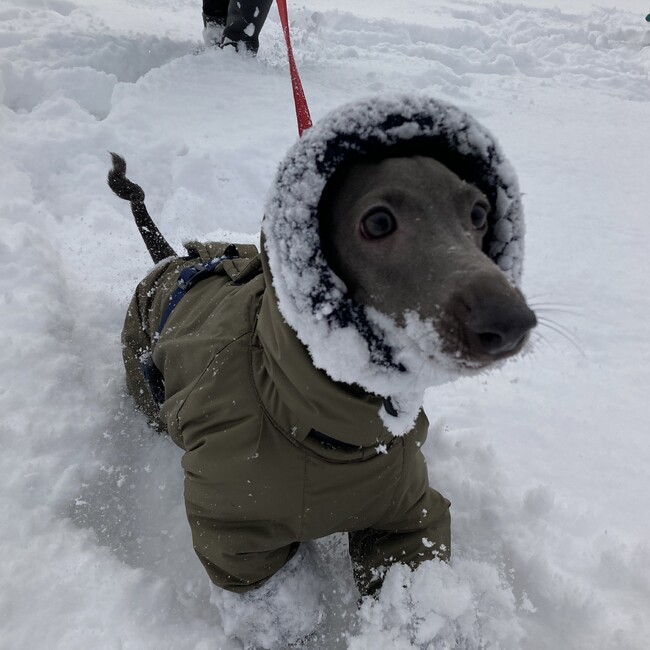花鈴のカバー写真