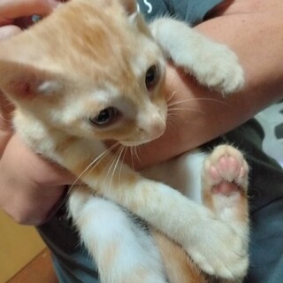 茶トラ 2ヶ月半