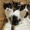 生後3ヶ月　野良猫の3兄弟里親募集です