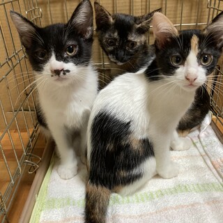 生後3ヶ月　野良猫の3兄弟里親募集です