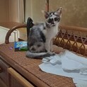 オシャレ三毛猫 2ヶ月半